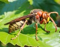 Asian wasp on a vibrant green leaf