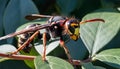 Asian wasp on a vibrant green leaf