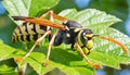 Asian wasp on a vibrant green leaf