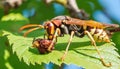 Asian wasp on a vibrant green leaf