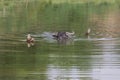 Asian water buffalo