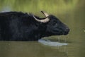 ASIAN WATER BUFFALO bubalus arnee, ADULT IN WATER Royalty Free Stock Photo