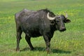 Asian Water Buffalo, bubalus arnee, Adult Royalty Free Stock Photo