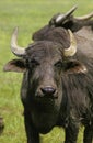 Asian Water Buffalo, bubalus arnee, Adult Royalty Free Stock Photo