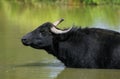 Asian Water Buffalo, bubalus arnee, Adult having Bath Royalty Free Stock Photo