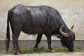 Asian water buffalo Bubalus bubalis