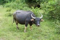 Asian Water Buffalo or Bubalus bubalis