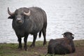 Asian water buffalo (Bubalus bubalis).