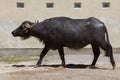 Asian water buffalo Bubalus bubalis