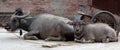 Asian water buffalo with calf on a street in Yuanyang town in Yunnan, China Royalty Free Stock Photo