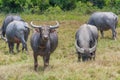 Asian water buffalo on the field