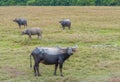 Asian water buffalo on the field