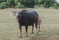 Asian water buffalo on the grassland Royalty Free Stock Photo