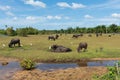 Asian water buffalo on the meadow farm land