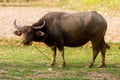 The Asian water buffalo is used for agricultural work in the Philippines Royalty Free Stock Photo