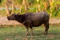 The Asian water buffalo is used for agricultural work in the Philippines Royalty Free Stock Photo