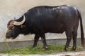 Asian water buffalo (Bubalus bubalis)