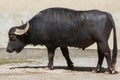 Asian water buffalo (Bubalus bubalis)