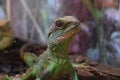 Asian water dragon stands alone, shedding skin on the back. It is a species of agamid lizard native to China and mainland Royalty Free Stock Photo