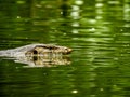 Asian Water Monitor Lizard, Varanus salvator Royalty Free Stock Photo