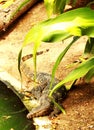 Asian water monitor lizard Royalty Free Stock Photo