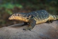 Asian Water Monitor lizard Royalty Free Stock Photo