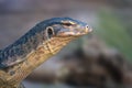 Asian Water Monitor lizard Royalty Free Stock Photo