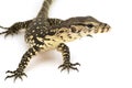 Asian Water Monitor Lizard (Varanus salvator) Royalty Free Stock Photo
