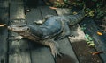 Asian water monitor lizard, Varanus Salvator on a block of wood at the Singapore zoo Royalty Free Stock Photo