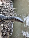 Asian water monitor lizard (Varanus salvator) standing near canal in the coconut plantation Royalty Free Stock Photo