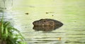 Asian water monitor in the river. Asian water monitor head close-up.