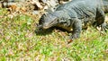 Asian water monitor Royalty Free Stock Photo