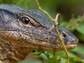 Asian water monitor - Varanus salvator also common water monitor, large varanid lizard native to South and Southeast Asia Royalty Free Stock Photo