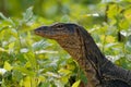 Asian water monitor - Varanus salvator also common water monitor, large varanid lizard native to South and Southeast Asia Royalty Free Stock Photo