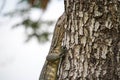 Asian water monitor - Varanus salvator also common water monitor, large varanid lizard native to South and Southeast Asia (