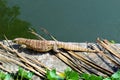 Asian water monitor - Varanus salvator also common water monitor  large varanid lizard native to South and Southeast Asia   two- Royalty Free Stock Photo