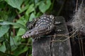 Asian water monitor - Varanus salvator also common water monitor, large varanid lizard native Royalty Free Stock Photo