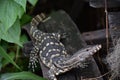 Asian water monitor - Varanus salvator also common water monitor, large varanid lizard native