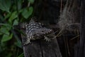 Asian water monitor - Varanus salvator also common water monitor, large varanid lizard native Royalty Free Stock Photo