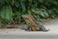 Asian water monitor - Varanus salvator also common water monitor, large varanid lizard native to South and Southeast Asia Royalty Free Stock Photo