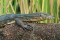 Asian water monitor - Varanus salvator also common water monitor, large varanid lizard native to South and Southeast Asia Royalty Free Stock Photo