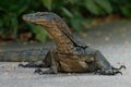 Asian water monitor - Varanus salvator also common water monitor, large varanid lizard native to South and Southeast Asia