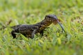 Asian water monitor - Varanus salvator also common water monitor, large varanid lizard native to South and Southeast Asia Royalty Free Stock Photo