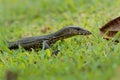 Asian water monitor - Varanus salvator also common water monitor, large varanid lizard native to South and Southeast Asia Royalty Free Stock Photo