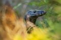 Asian water monitor - Varanus salvator also common water monitor, large varanid lizard native to South and Southeast Asia Royalty Free Stock Photo