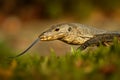 Asian water monitor - Varanus salvator also common water monitor, large varanid lizard native to South and Southeast Asia Royalty Free Stock Photo