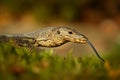 Asian water monitor - Varanus salvator also common water monitor, large varanid lizard native to South and Southeast Asia Royalty Free Stock Photo