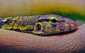 Asian water monitor varanus salvator lizard Royalty Free Stock Photo