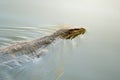 Asian water monitor or Varanus salvator lizard swimming on water surface in pond with space Royalty Free Stock Photo
