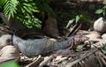 Asian water monitor, Varanus salvator over jungle in Thailand. It is large varanid lizard native to South and Southeast Asia Royalty Free Stock Photo